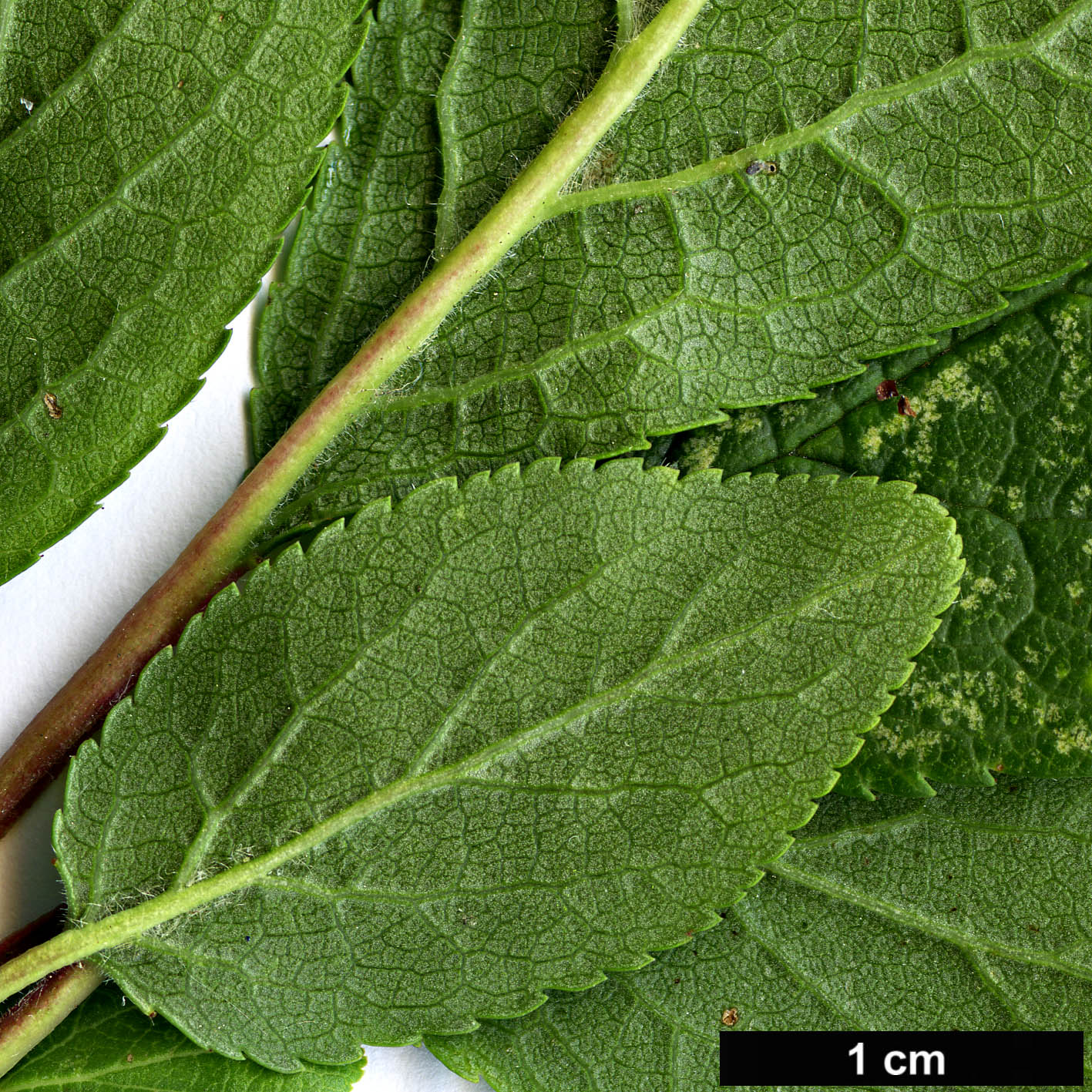 High resolution image: Family: Rosaceae - Genus: Prunus - Taxon: domestica - SpeciesSub: subsp. insititia 'Delma'